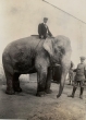 L'éléphant du Sultan